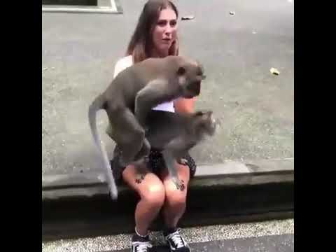 Monkey Fucks Girl Porn - âž¤ Monkey Fucking â¤ï¸ Video.Kingxxx.Pro