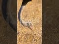 The incredible ostrich_the fastest bird on