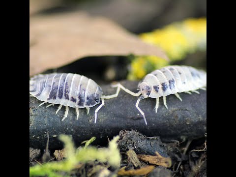 Porcellio laevis "Panda-Asseln" Umsiedlung in eine neue Box #Insektenliebe