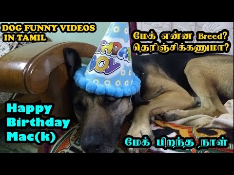 download lagu mp3 mp4 Dog Mac, download lagu Dog Mac gratis, unduh video klip Dog Mac