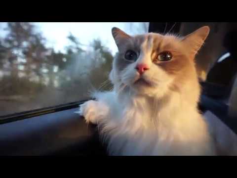 Traveling with my cats - Cat car sickness