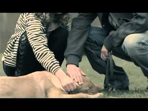 Adil - Sinovi tuge - (Official Video)