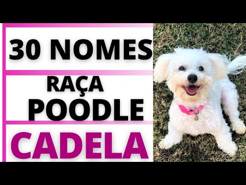 NOMES PARA CACHORRO FÊMEA DA RAÇA POODLE🐶😍💟