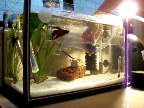 Tropical/Betta Fish Tank Cleaning {SAND}