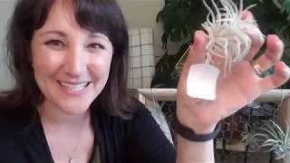 Complete Care Guide for Air Plants | April 2020