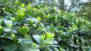 Iron &amp; Wine and Calexico - Burn that Broken Bed