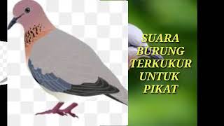 Download lagu SUARA BURUNG TERKUKUR UNTUK PIKAT 01 mp3