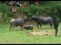 Funny Animal Videos- Pig and Buffalo Friendship ...