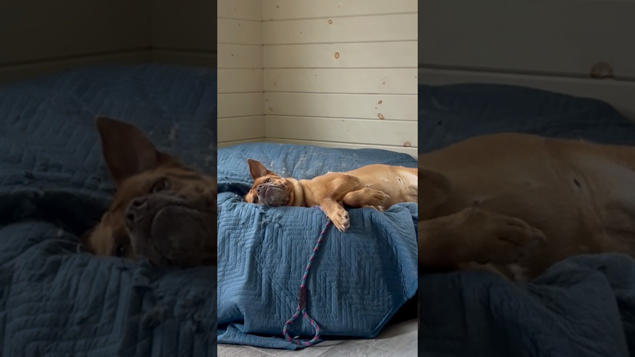 Chelsea, a Adoptable mixed breed in Birdsboro, PA video 6/6
