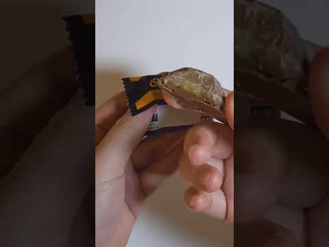 Cadbury - Caramello Miniatures