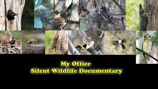 My Office:  Silent Wildlife Documentary