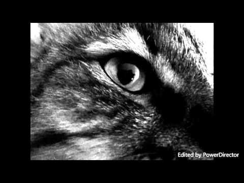 фильм: Жестокая жизнь кота Марсика!