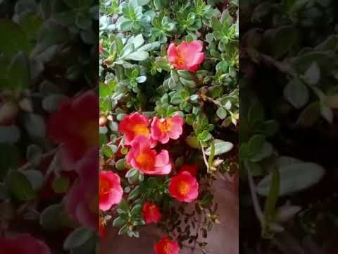 🌸Beautiful flowers status 🌸