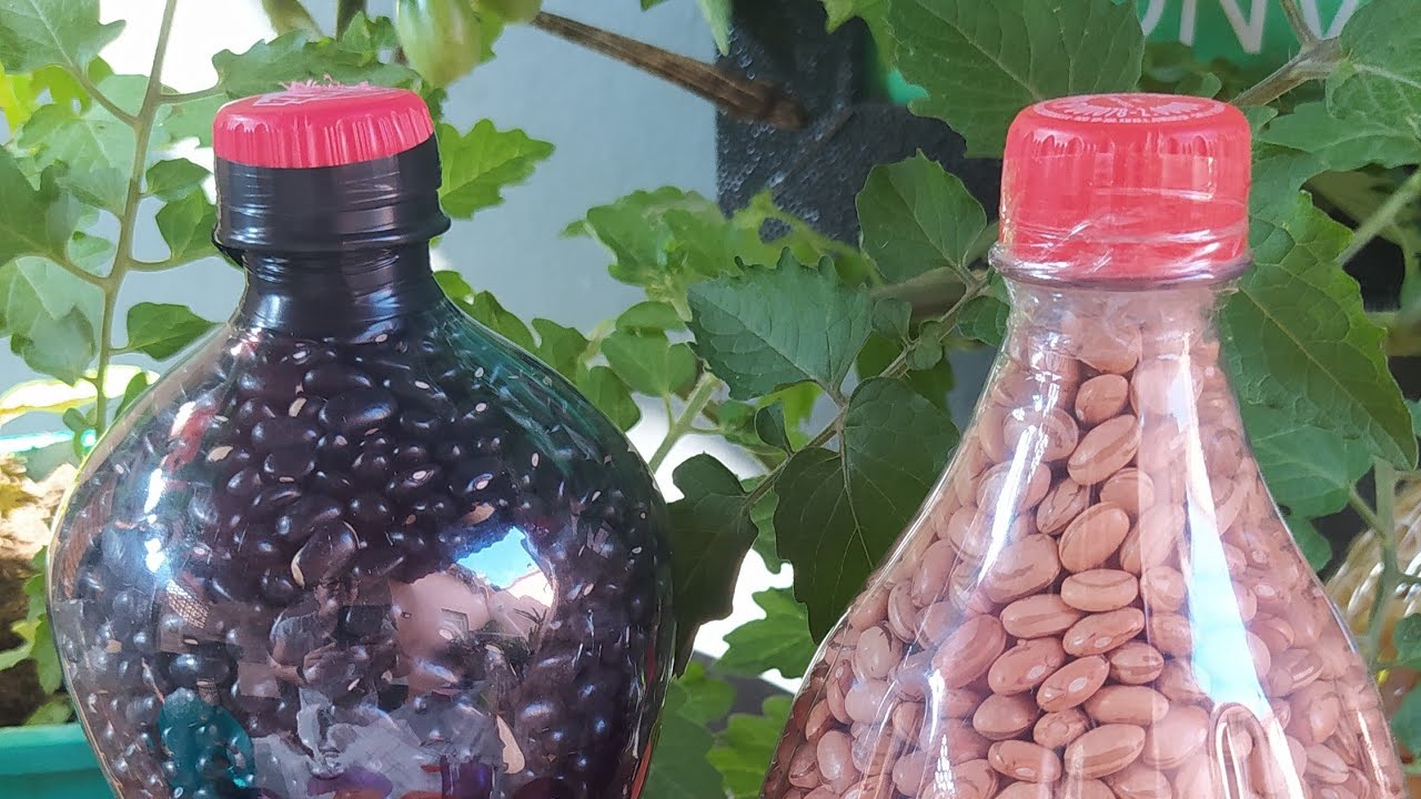 A arte de Estocar Feijão-Preto  por Muitos Anos!