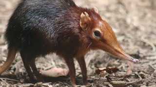 12 Weirdest Relatives in the Animal Kingdom