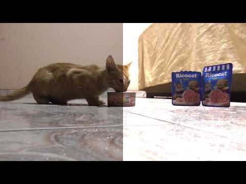 PLANOS    🌻 AKRC🌻