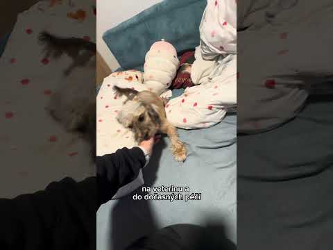 Čtyři kola pro stovky tlapek 🐾