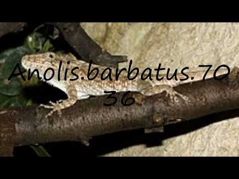 How to pronounce Anolis.barbatus.7036 in Latin?