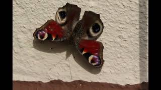 Somewhere Tonight - TRIUMPH , DuRo65