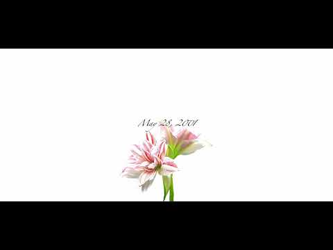 N0S archive - May 28, 2001 (Official Lyric Video)