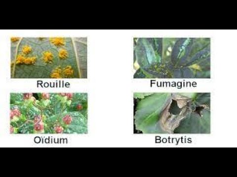 , title : '6 maladies des plantes causées par les champignons (maladies cryptogamiques)'