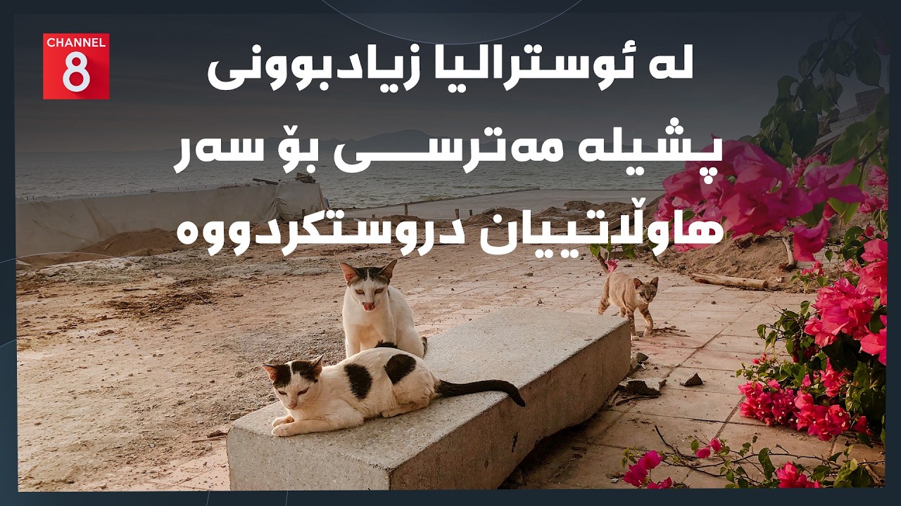 ڤیدیۆ | دەنگی زەوی - لە ئوسترالیا زیادبوونی پشیلە مەترسی بۆ سەر هاوڵاتییان دروستکردووە