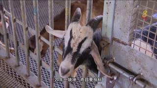 Future of Agriculture in Singapore