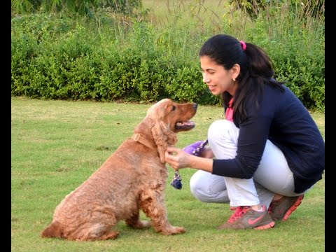 HOW TO BECOME A DOG TRAINER!