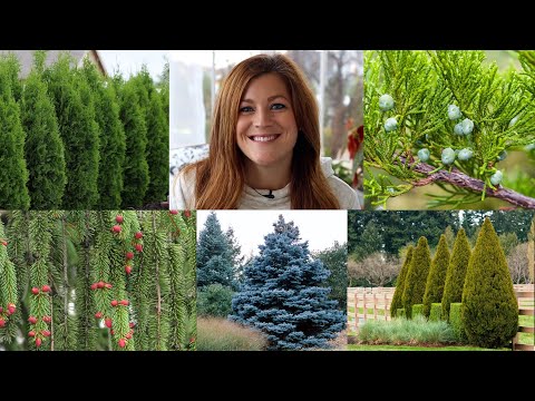 10 Evergreens Every Garden Should Have! 🌲🌲🌲 // Garden Answer