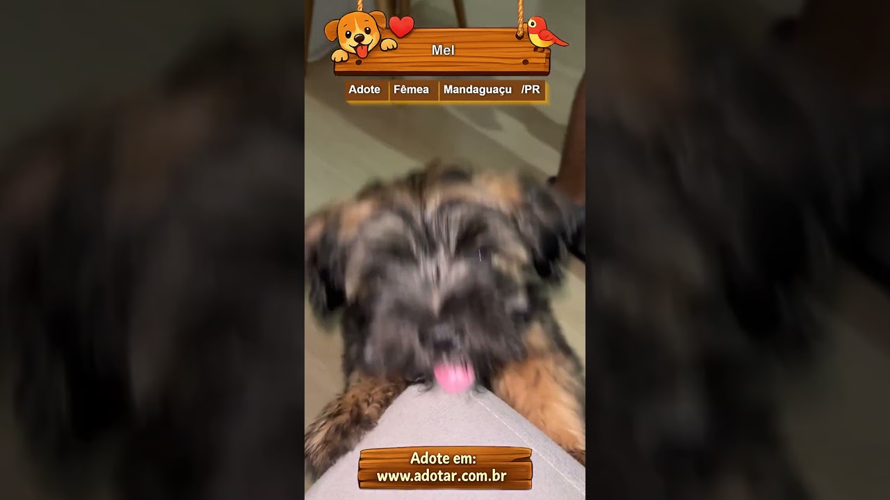 Cachorro raça Shitzu idade 2 a 6 meses nome Mel