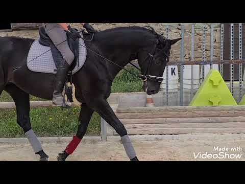 Livia - Elevage de Bonnaire (Livaldon x Don Frederico x Akzent II) - née en 2015