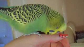 A very happy budgie!