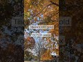 Autumn bright oranges, deep reds and rich yellows bathe the streets #army #fortknox #autumn #gold