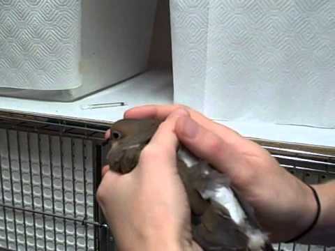 Mourning Dove Receives Care for Cat Attack - YouTube
