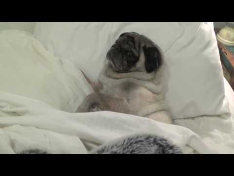 Maggiebear Shape of You