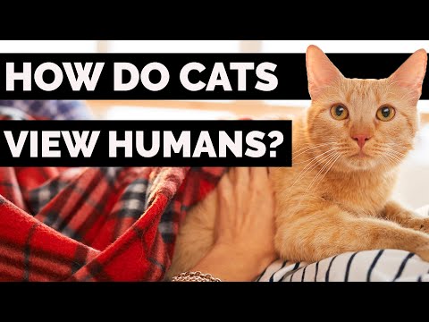How Do Cats See Human Faces And Other Things ... - YouTube