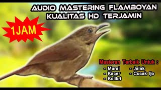 Download lagu SUARA BURUNG FLAMBOYAN GACOR - MASTERAN FLAMBOYAN AMPUH LANGSUNG NYAUT mp3