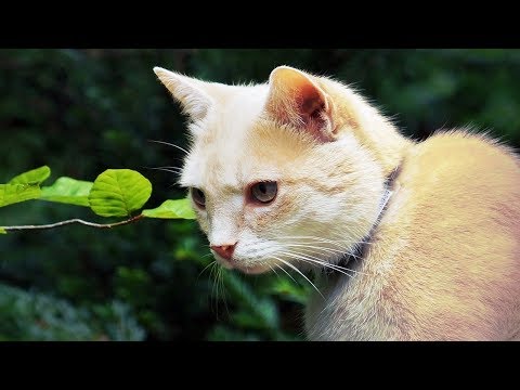How to Breed Cats - Breeding Your Cat