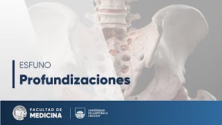 Diafragma pelviperineal: medios de orientación, fijación y suspensión uterina