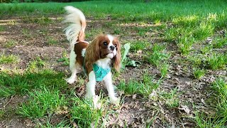 Vanilla’s playtime never ends… ball, ball, ball! 🎾