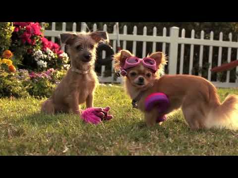 Tráiler Una Chihuahua de Beverly Hills 3: ¡Viva la Fiesta! [WEB-DL] 2012