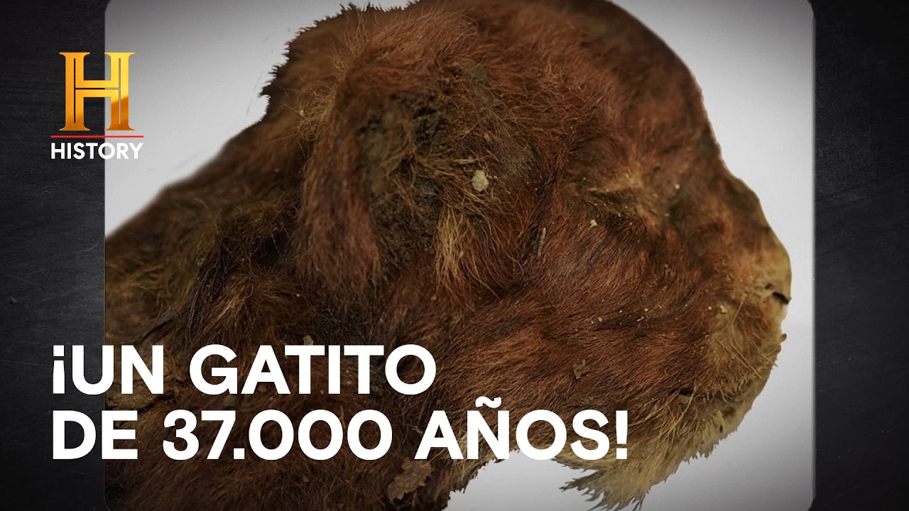 Congelado en el Tiempo: Asombroso Descubrimiento de La Era de Hielo 🦴🥶 - MISTERIOS INEXPLORADOS