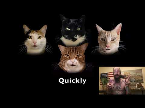 Bohemian Catsody - A Rhapsody Parody Song for Every Cat Queen and King!-Reaction