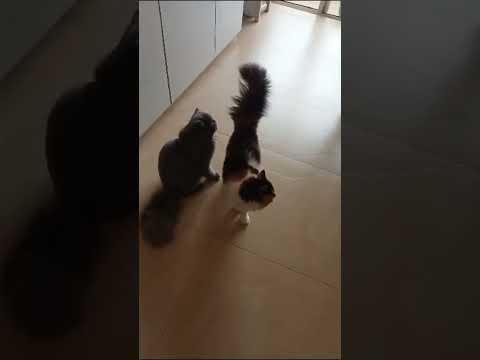 cute 🐱🐱🐱🐱#trending #cat #video #viral