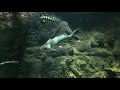 Platynematichthys notatus Platynematichthys notatus