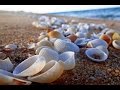 Seychelles (Flora Fauna) | Africa | World Travel ...