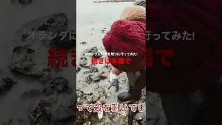 日本の牡蠣がオランダで無料で取れる！ #30代 #オランダ #牡蠣 #暴飲暴食