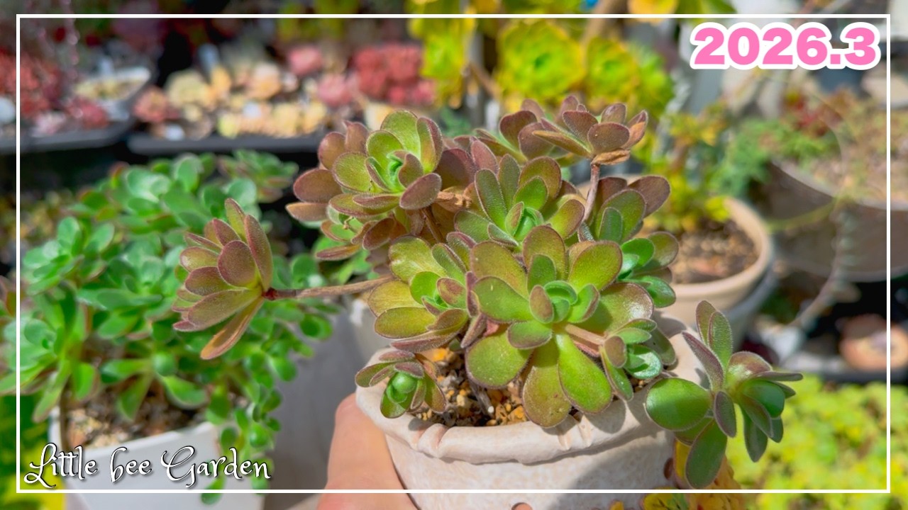 【#560】そのアドニス今すぐカットして！【ガーデニング】