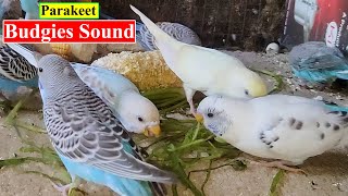 Parakeet Budgies Chirping Sound | Budgie Bird Voice | Birds and Animals Planet