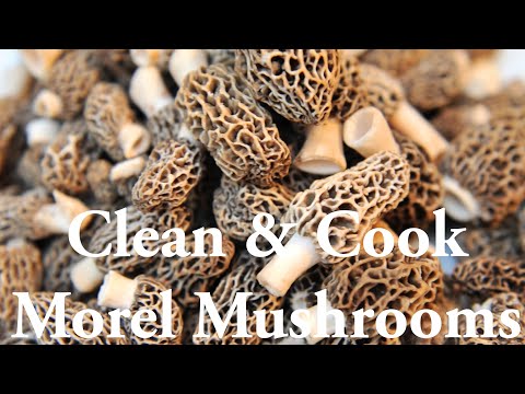 How to clean and cook morel mushrooms!